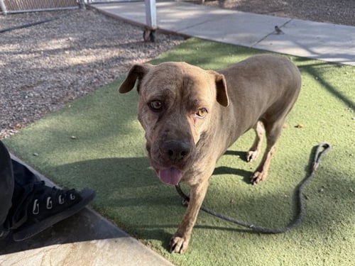 LU LU - Mastiff available for adoption