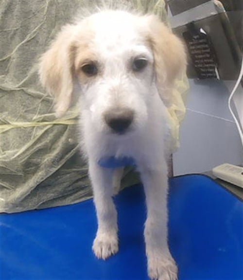 ARIEL - Cavalier King Charles Spaniel available for adoption