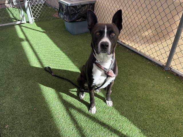 RAPTOR - American Pit Bull Terrier available for adoption