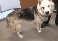 WOOFY - Photo 1