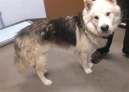 WOOFY - Siberian Husky / Chow Chow available for adoption