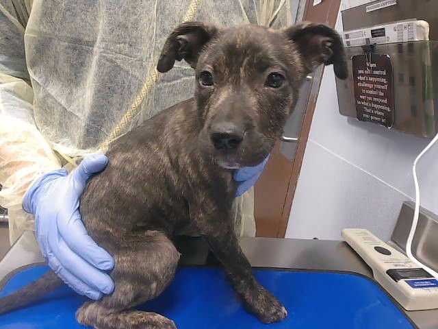 SPUNKY - American Pit Bull Terrier available for adoption