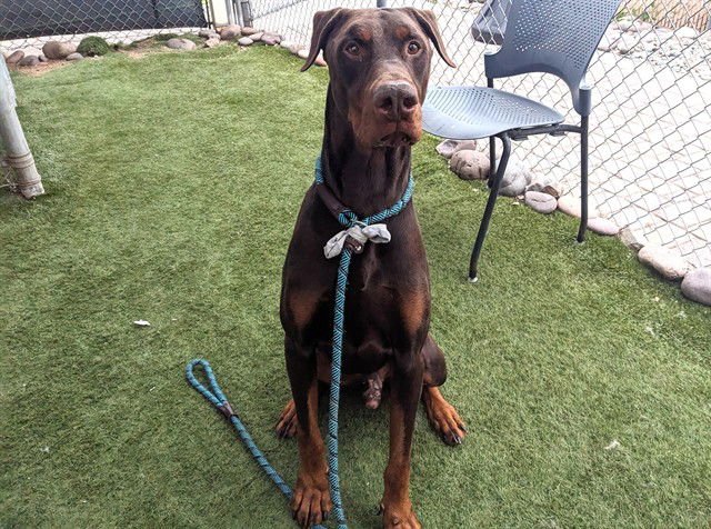 ROWAN - Doberman Pinscher available for adoption