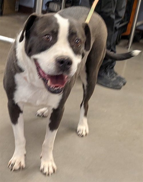 BENJI - Border Collie available for adoption
