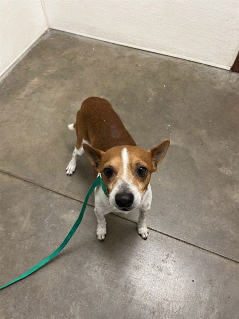 STEPHEN - Chihuahua available for adoption