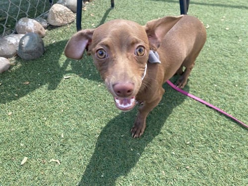 BUTCH - Chihuahua available for adoption