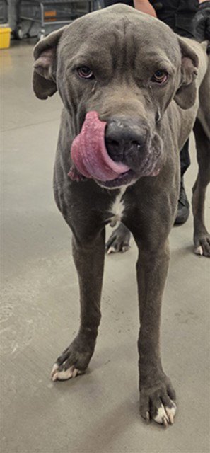 STEELE - Cane Corso Mastiff available for adoption