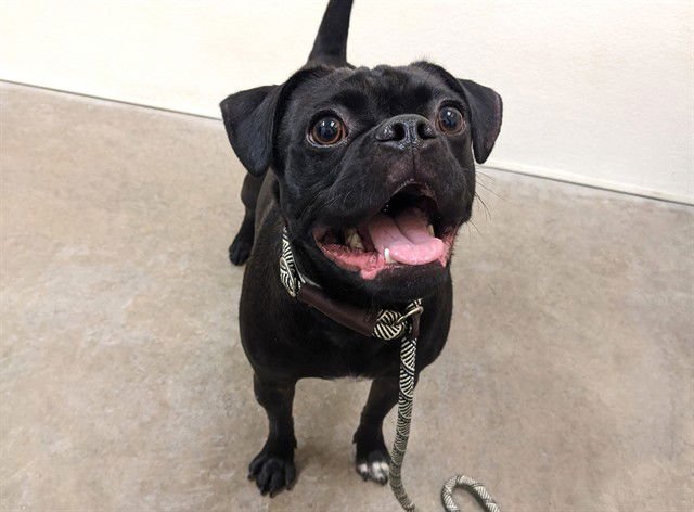 POSH - Pug / French Bulldog available for adoption