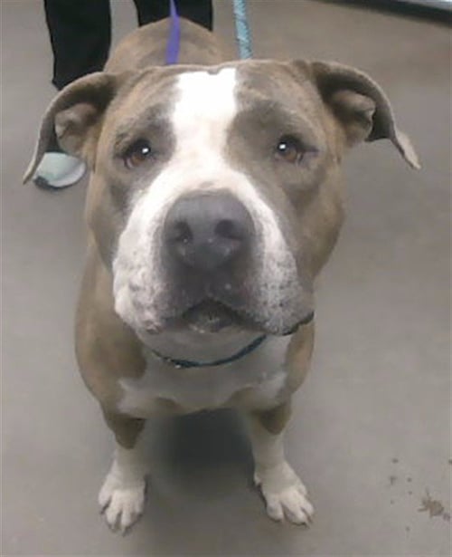CANDACE - American Pit Bull Terrier available for adoption