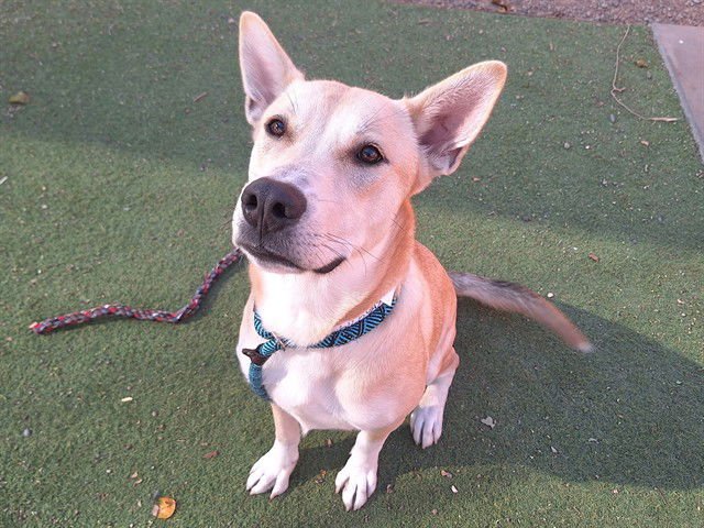 TIKI - German Shepherd Dog available for adoption