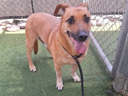 MICHAEL - Cardigan Welsh Corgi / Australian Cattle Dog/Blue Heeler available for adoption