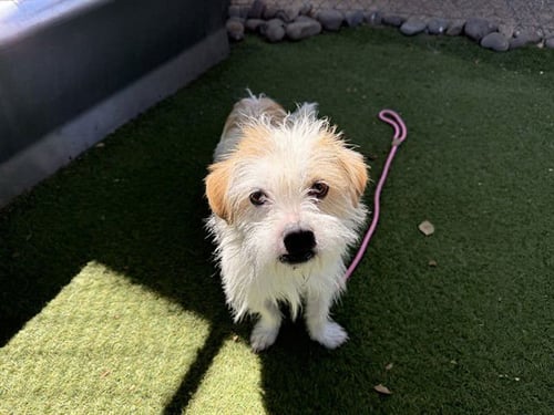 SCRABBLE - Cairn Terrier available for adoption