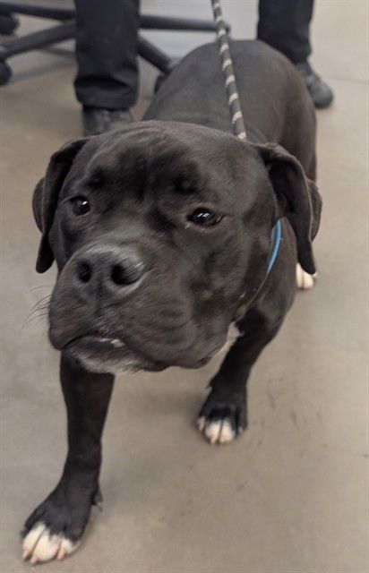 UNNIE - American Pit Bull Terrier available for adoption