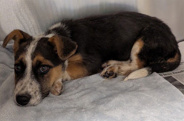 BEEMO - Australian Cattle Dog/Blue Heeler available for adoption