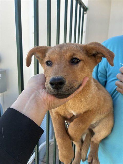 PEPPERMINT - Black Mouth Cur available for adoption