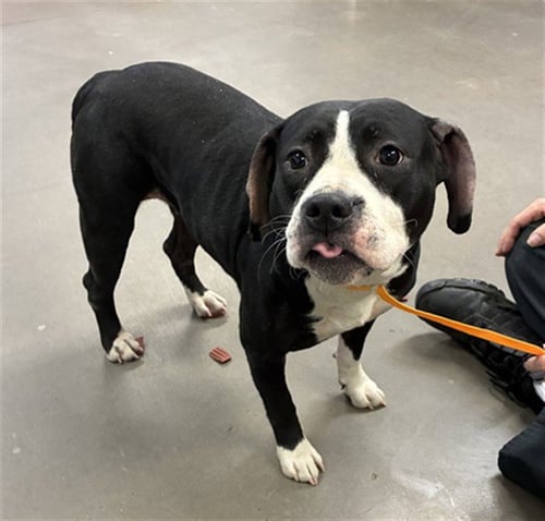 CHYNA - American Staffordshire Terrier available for adoption