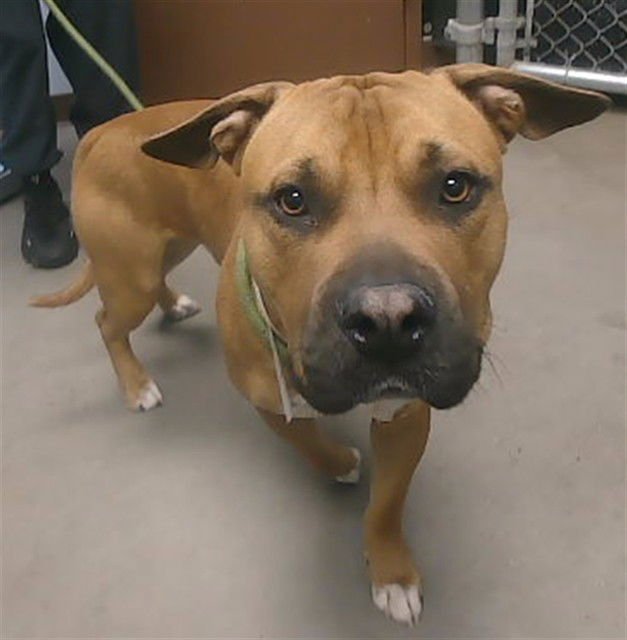 RAVIOLI - American Pit Bull Terrier available for adoption