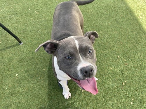 FANTA - American Pit Bull Terrier / Staffordshire Bull Terrier available for adoption