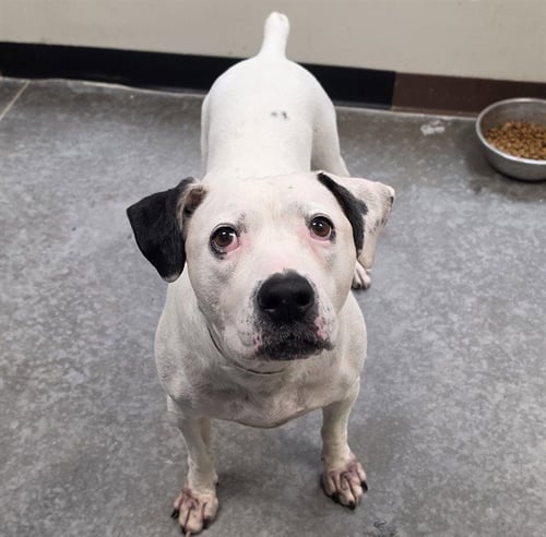 ARYA - American Pit Bull Terrier available for adoption