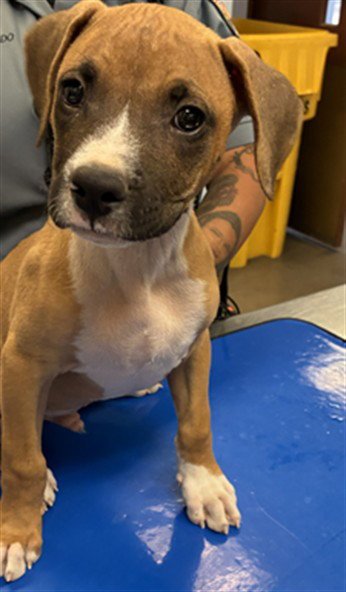 BRUISER - Boxer available for adoption