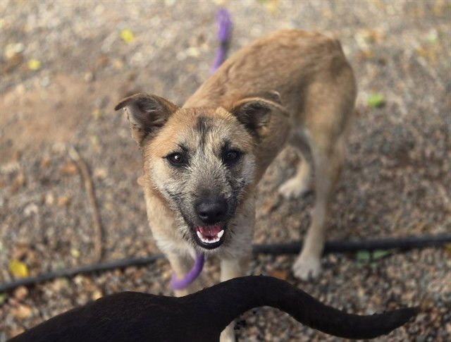 BILLIE - Irish Terrier / Australian Cattle Dog/Blue Heeler available for adoption