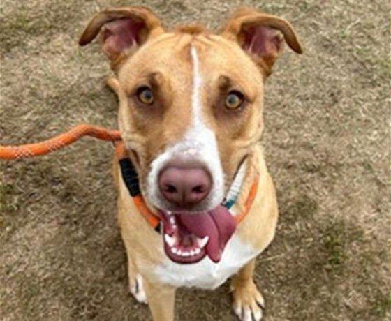 THOR - Black Mouth Cur available for adoption