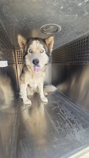MEG - Husky available for adoption