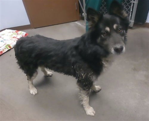BLACKSTONE - German Shepherd Dog available for adoption