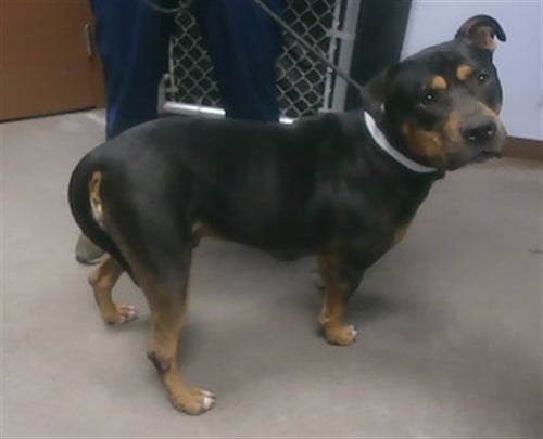 CHILI - Rottweiler available for adoption