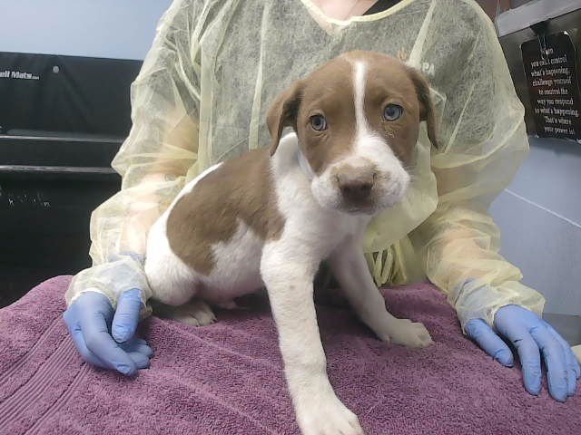 CHARLES - Labrador Retriever available for adoption