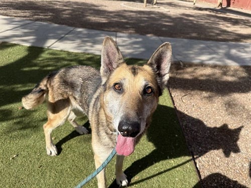 IRIS - German Shepherd Dog available for adoption