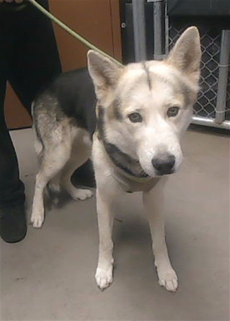 CAMO - Siberian Husky available for adoption