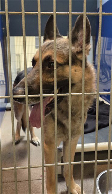 JAEGER - German Shepherd Dog available for adoption