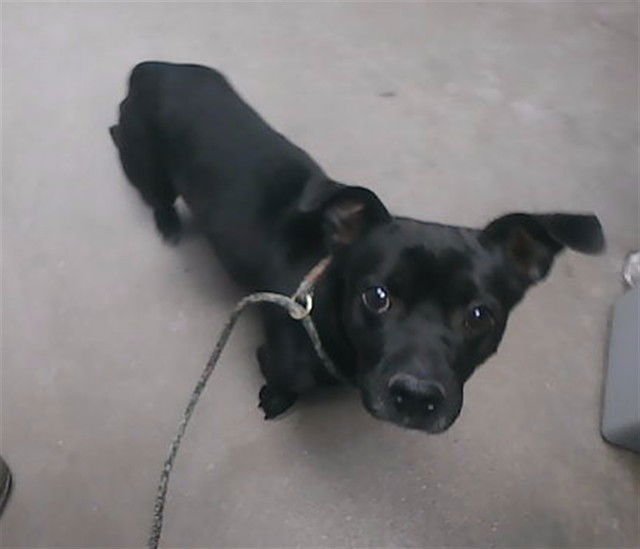 TIMMY - Dachshund available for adoption