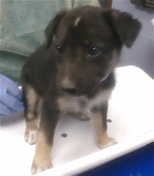 CALAFIA - German Shepherd Dog available for adoption