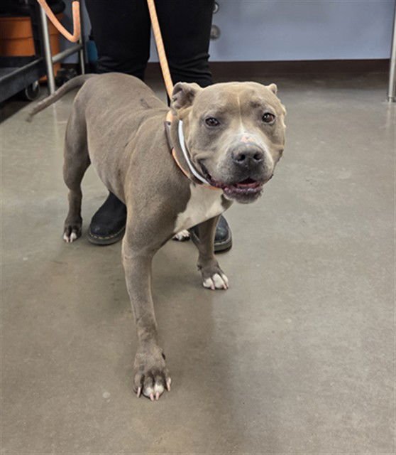 PATTY - American Pit Bull Terrier available for adoption