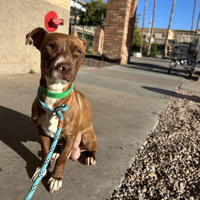 SNACK CAKE - Chihuahua available for adoption