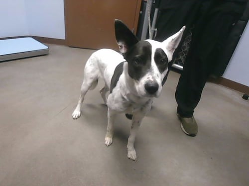 MYKIE - Australian Cattle Dog/Blue Heeler available for adoption