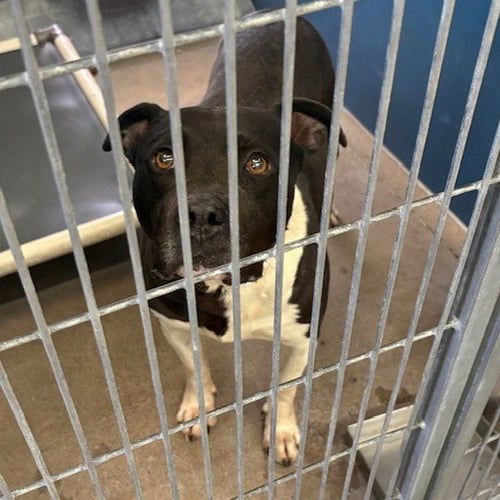 COWBOY - American Pit Bull Terrier available for adoption