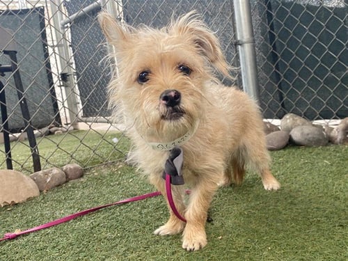 HONEYBEE - Cairn Terrier available for adoption