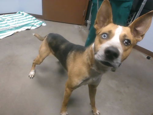 LAGUNA - German Shepherd Dog / Siberian Husky available for adoption