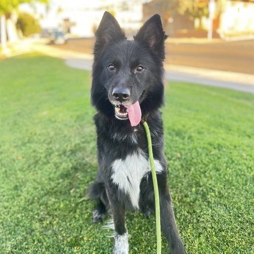 KIRBY - Australian Shepherd available for adoption