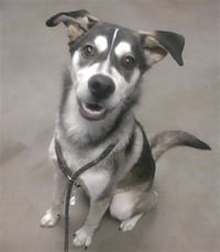 WOLF - Photo 1