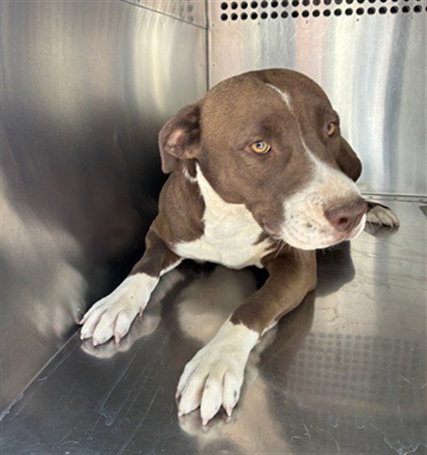 SUNFLOWER - American Pit Bull Terrier available for adoption
