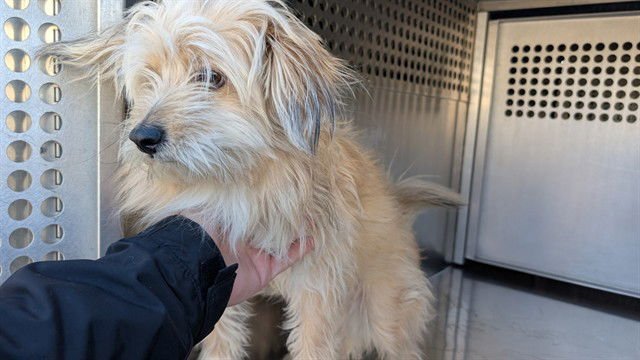 PIPPIN - Havanese available for adoption