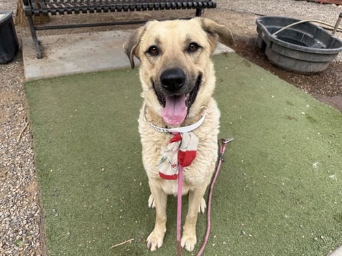 TOBY - German Shepherd Dog available for adoption