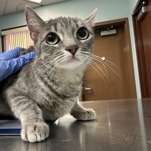 PEARL - Domestic Short Hair for adoption in Phoenix