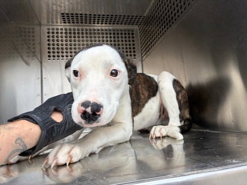 BEEP - American Pit Bull Terrier / Australian Cattle Dog/Blue Heeler available for adoption