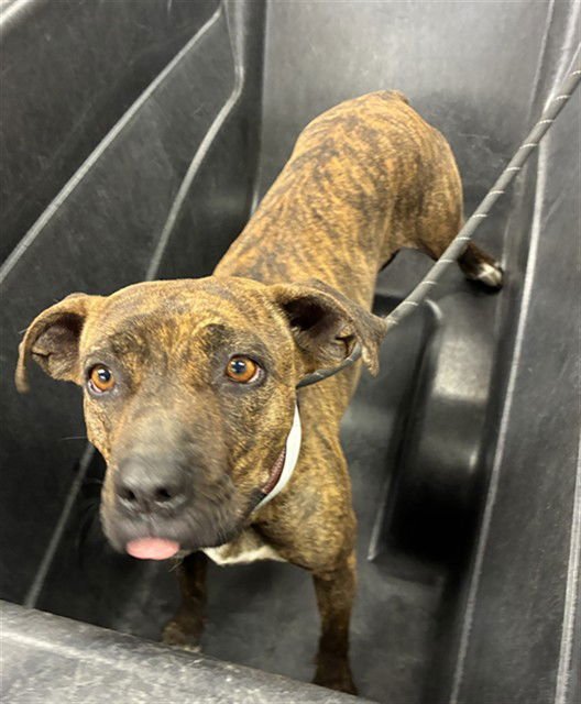 BELLE - American Pit Bull Terrier available for adoption