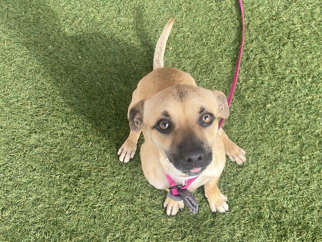 PINE - Chihuahua available for adoption